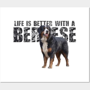 Bernese mountain dog Posters and Art